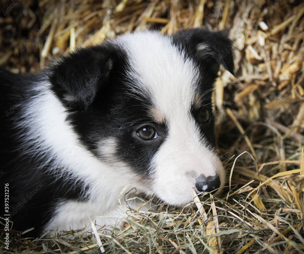 Young black and white border collie puppy lying in straw in barn