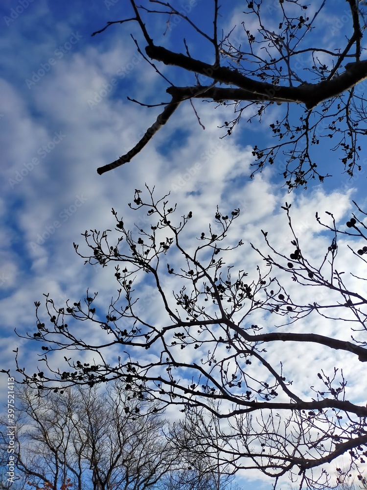 Obraz premium tree branches against blue sky