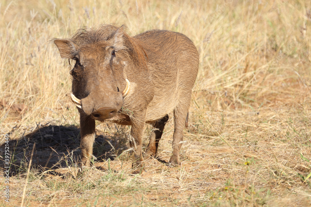 Warzenschwein / Warthog / Phacochoerus africanus Warzenschwein / Warthog / Phacochoerus africanus