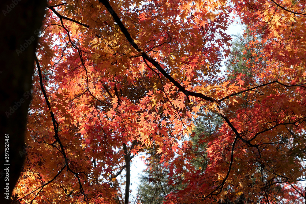 Autumn maple leaves on Namsan-gil, Seoul, Korea Autumn maple leaves on Namsan-gil, Seoul, Korea