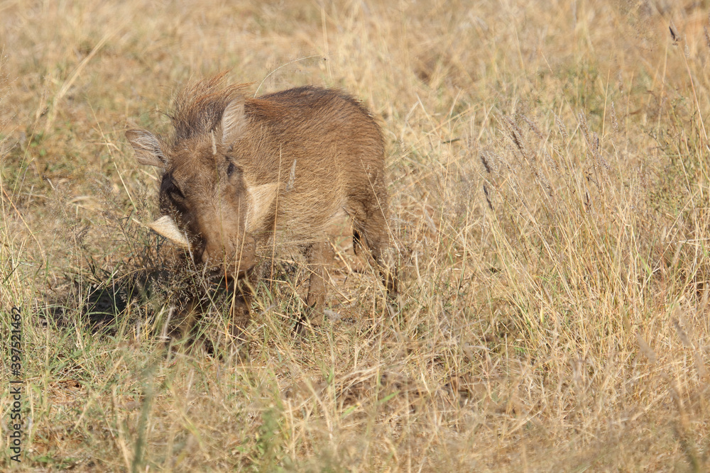 Warzenschwein / Warthog / Phacochoerus africanus Warzenschwein / Warthog / Phacochoerus africanus