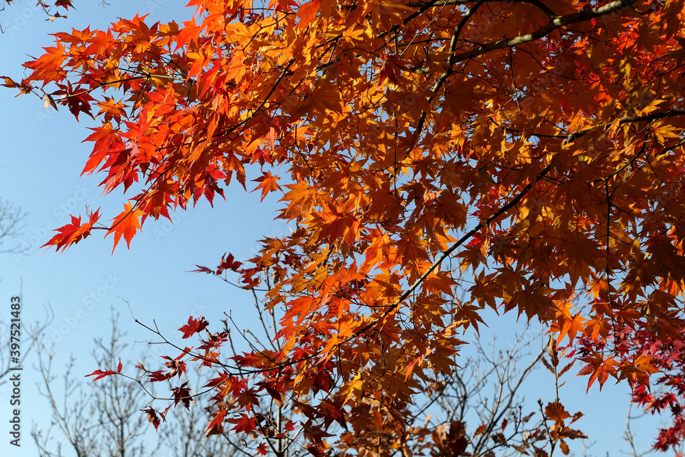 Autumn maple leaves on Namsan-gil, Seoul, Korea