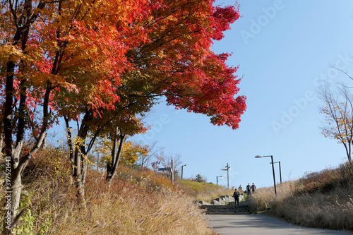 Autumn maple leaves on Namsan-gil, Seoul, Korea