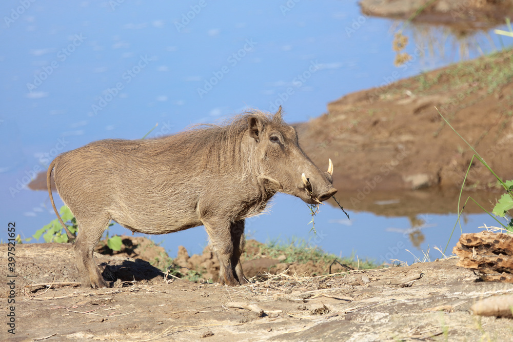 Fototapeta premium Warzenschwein / Warthog / Phacochoerus africanus