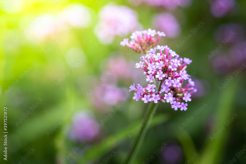 The background image of the colorful flowers The background image of the colorful flowers