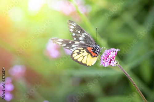 Beautiful Butterfly on Colorful Flower