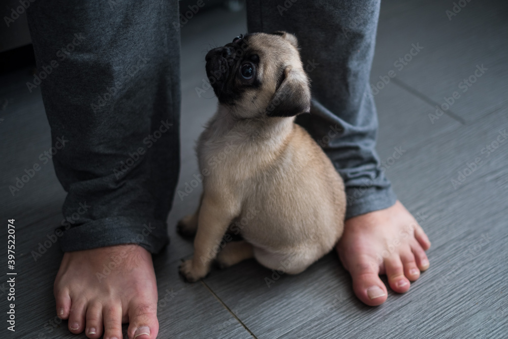 Tiny adorable Pug puppy sitting at feet of man Tiny adorable Pug puppy sitting at feet of man