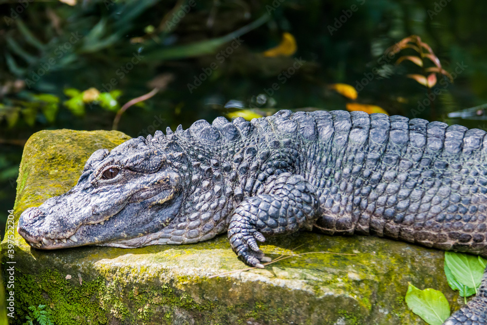 The closeup image of Chinese alligator (Alligator sinensis).
A critically endangered crocodile endemic to China.
Dark gray or black in color with a fully armored body. The closeup image of Chinese alligator (Alligator sinensis).
A critically endangered crocodile endemic to China.
Dark gray or black in color with a fully armored body.