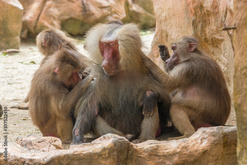 Two Hamadryas baboons (Papio hamadryas) are looking for lice for a male one. 
It is a species of baboon from the Old World monkey family. It appears in various roles in ancient Egyptian religion.
