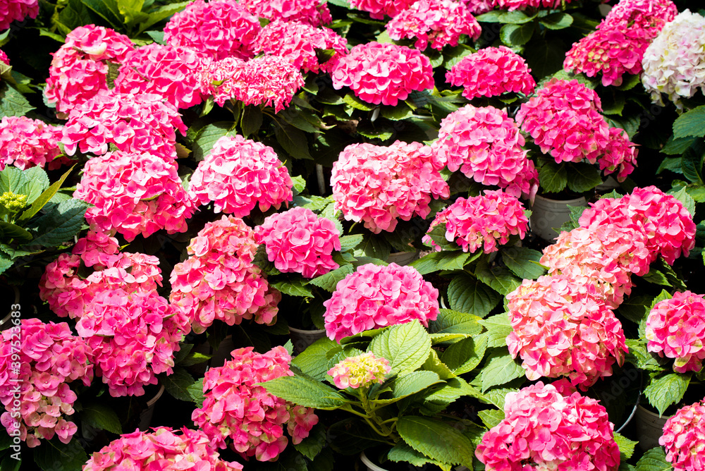 Hydrangea is pink, blue, lilac, violet, purple flowers are blooming in spring and summer at sunset in town garden. Hydrangea is pink, blue, lilac, violet, purple flowers are blooming in spring and summer at sunset in town garden.