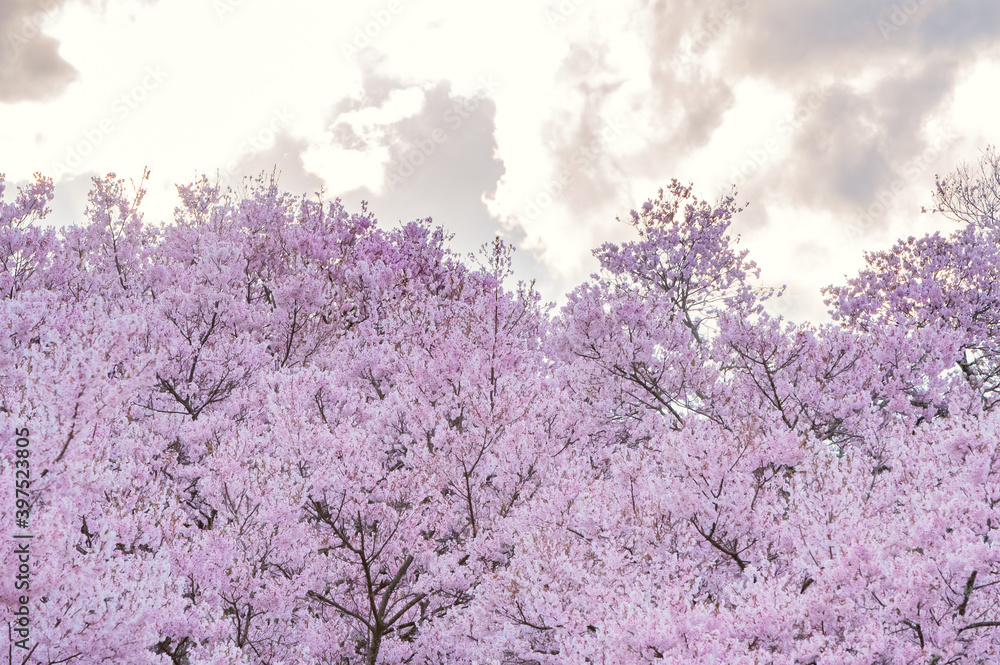 Full of bloom on Japanese Sakura