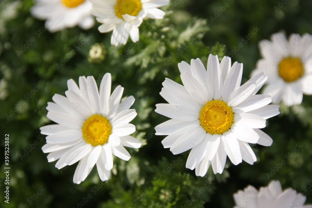 Fototapeta premium Daisy