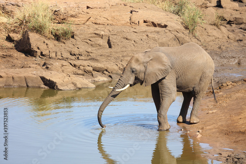 Afrikanischer Elefant am Mavatsani Wasserloch   African elephant at Mavatsani Waterhole   Loxodonta africana