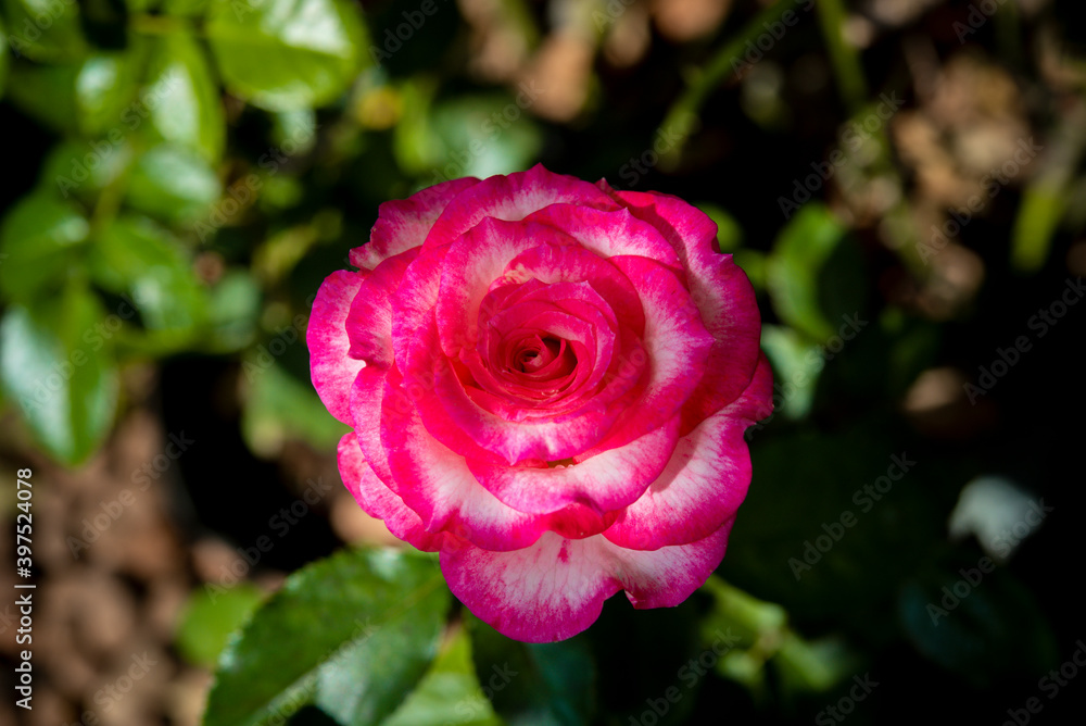 beautiful rose flower on blur background beautiful rose flower on blur background
