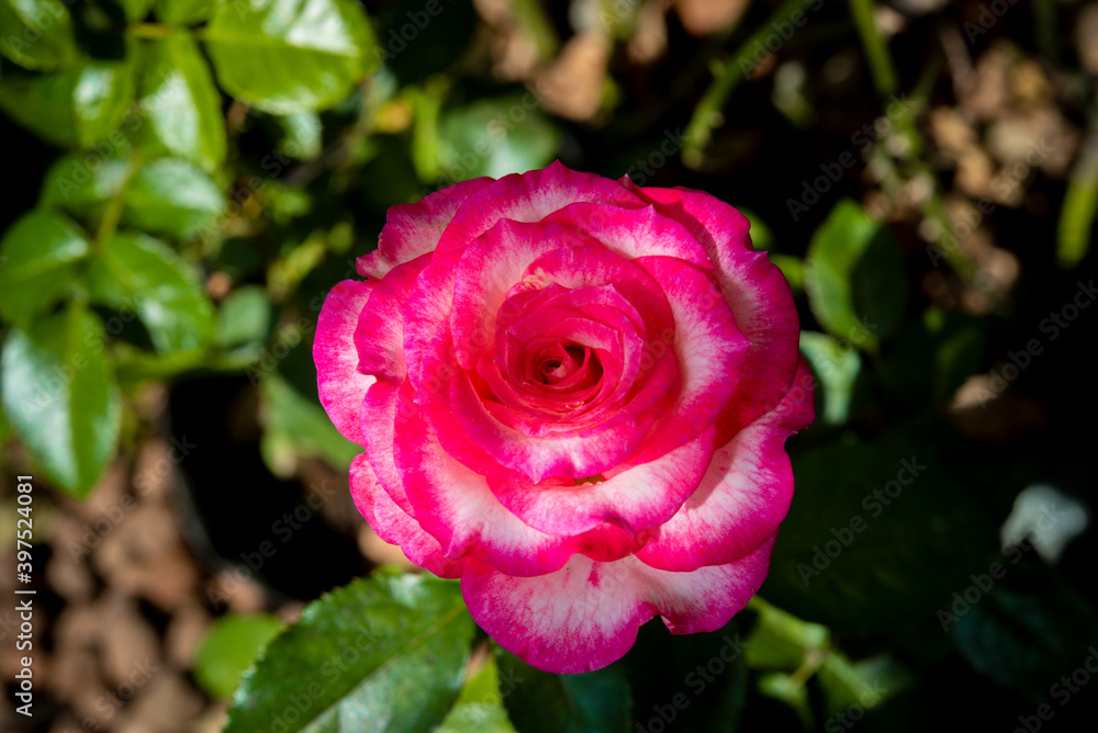 beautiful rose flower on blur background beautiful rose flower on blur background