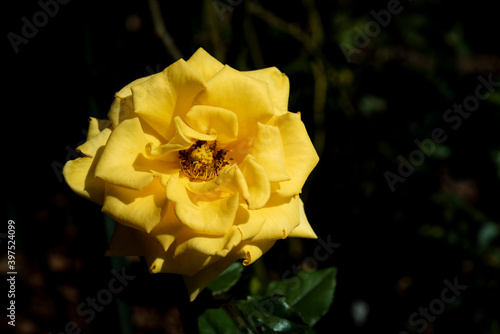 beautiful rose flower on blur background 