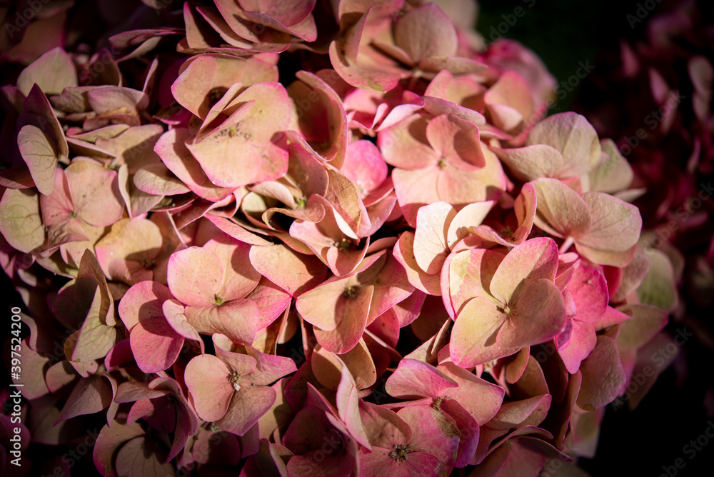 background: closeup of a flower of a hydrangea plant, great color, photographed in a flower exhibition, autumn, background: closeup of a flower of a hydrangea plant, great color, photographed in a flower exhibition, autumn,