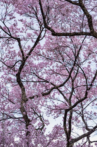 Full of bloom on Japanese Sakura