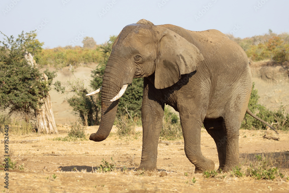 Afrikanischer Elefant / African elephant / Loxodonta africana Afrikanischer Elefant / African elephant / Loxodonta africana