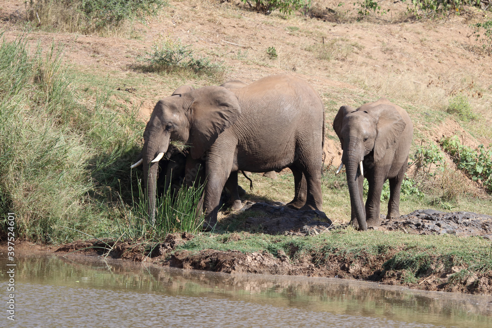Fototapeta premium Afrikanischer Elefant am Olifants River / African elephant at Olifants River / Loxodonta africana