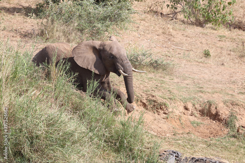 Afrikanischer Elefant   African elephant   Loxodonta africana