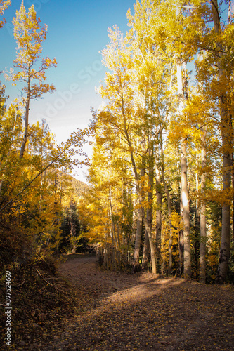 autumn in the forest