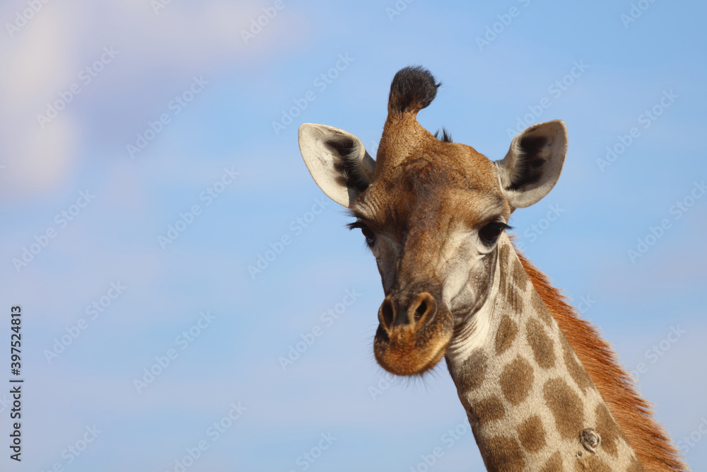Giraffe / Giraffe / Giraffa Camelopardalis Giraffe / Giraffe / Giraffa Camelopardalis