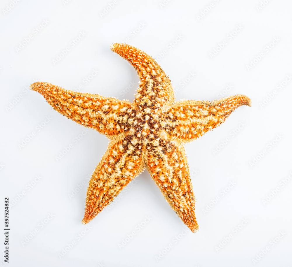 Chinese traditional nourishing soup ingredients dried starfish