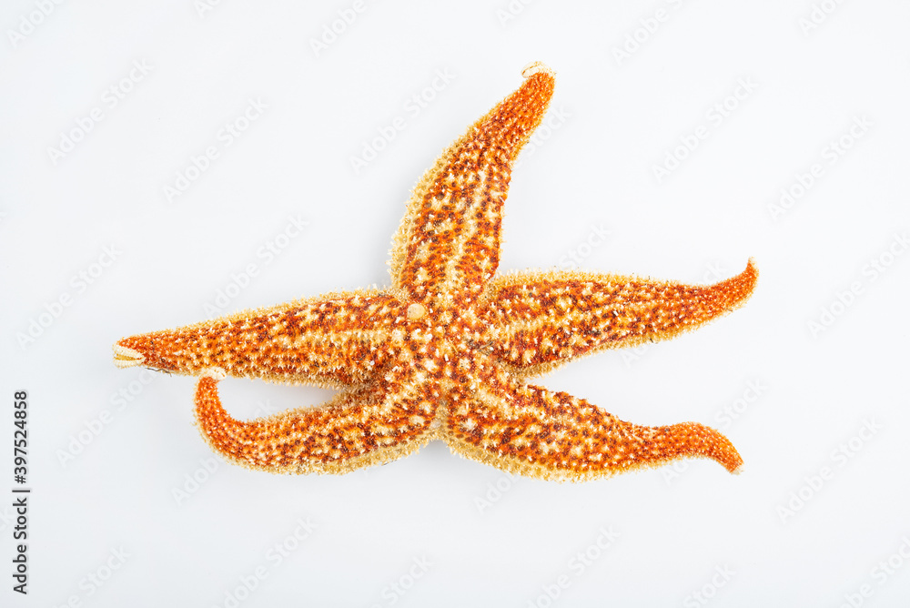Chinese traditional nourishing soup ingredients dried starfish Chinese traditional nourishing soup ingredients dried starfish