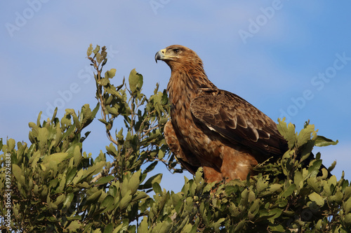 Wahlbergsadler / Wahlberg's  Eagle / Aquila wahlbergi photo