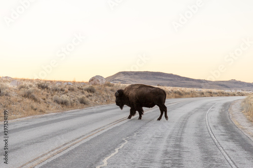 Lone bison crossing the road