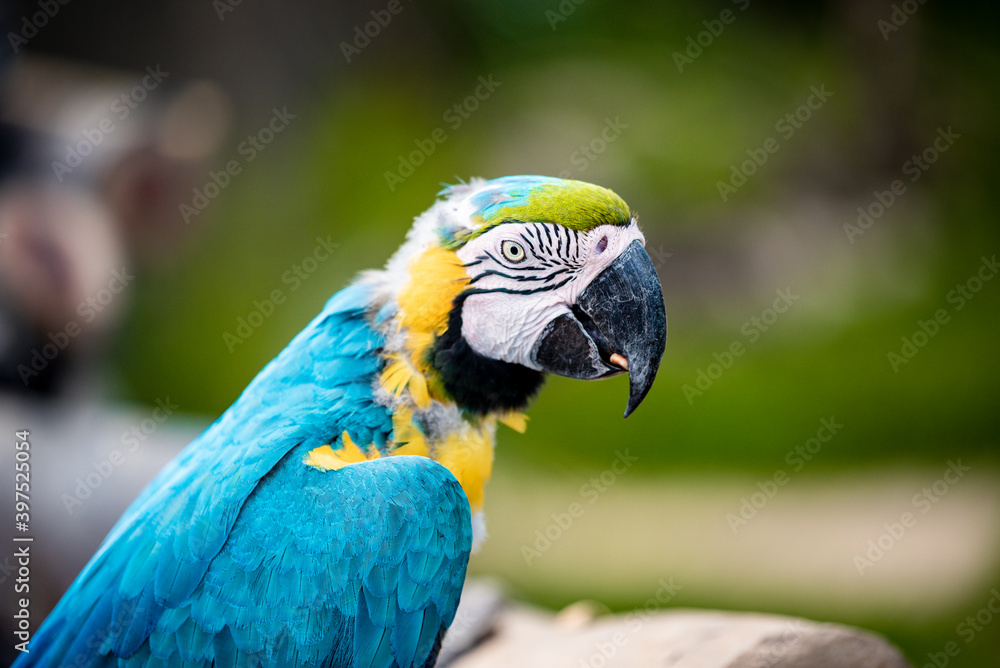Parrot Colorful on blur background