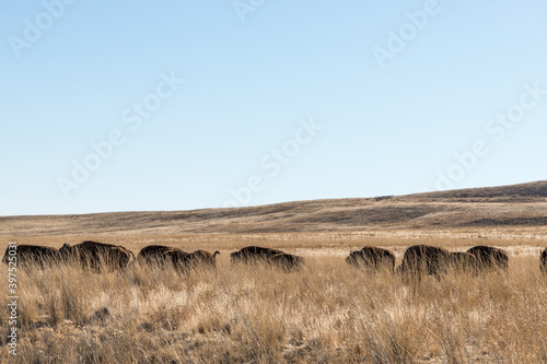 herd of bison