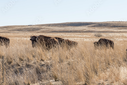 herd of bison