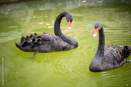 swan is swimming © Nhan