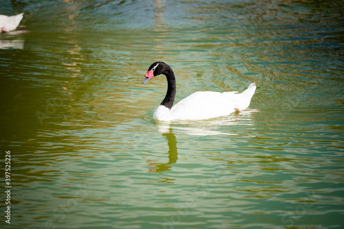 swan is swimming