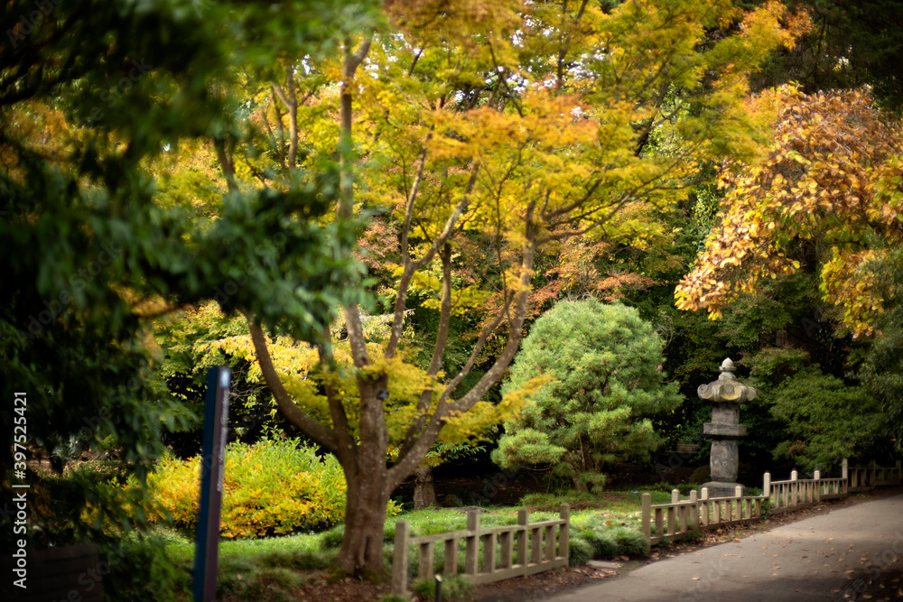 Japanese garden trees in Fall color autumn in the golden gate park botanical garden in San Francisco, California