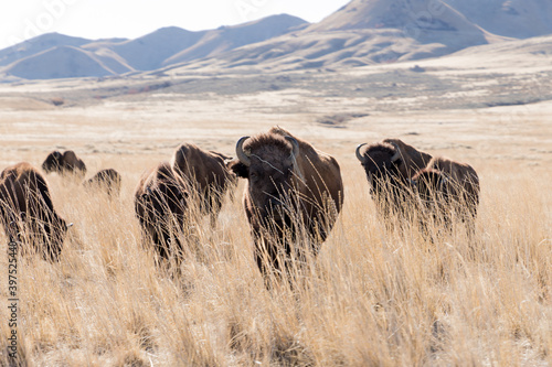 Herd of bison