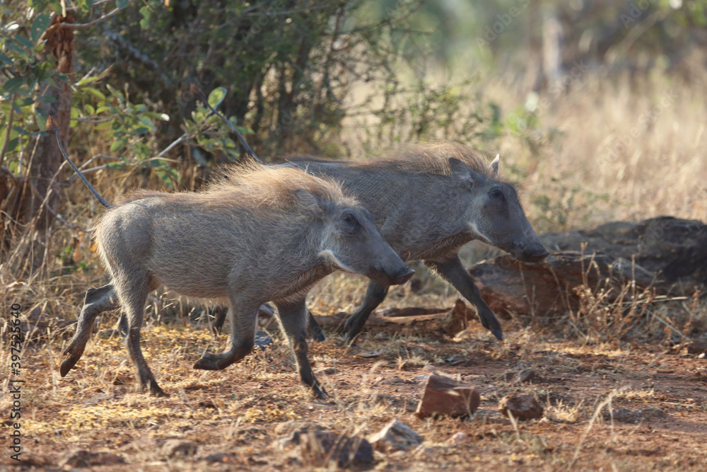 Warzenschwein / Warthog / Phacochoerus africanus.... Warzenschwein / Warthog / Phacochoerus africanus....