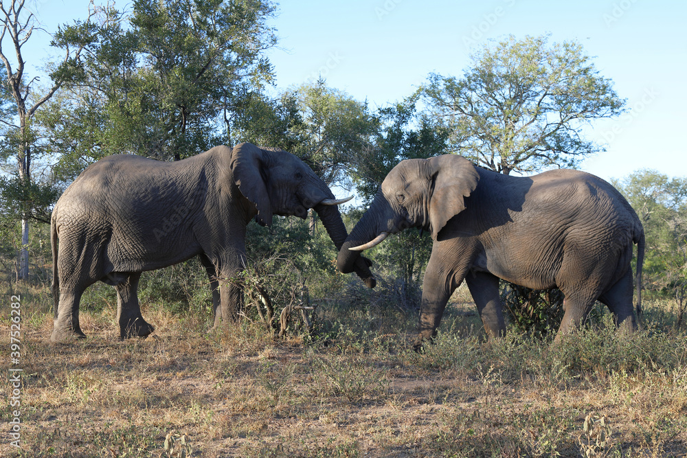 Fototapeta premium Afrikanischer Elefant / African elephant / Loxodonta africana.