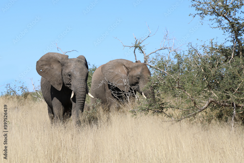 Afrikanischer Elefant / African elephant / Loxodonta africana