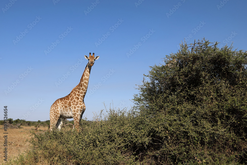 Obraz premium Giraffe / Giraffe / Giraffa Camelopardalis