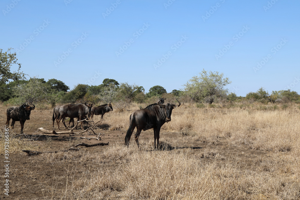 Streifengnu / Blue wildebeest / Connochaetes taurinus Streifengnu / Blue wildebeest / Connochaetes taurinus