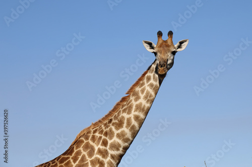 Photography Giraffe / Giraffe / Giraffa Camelopardalis