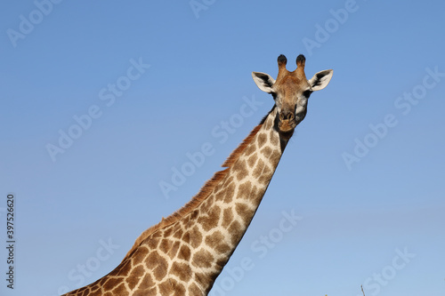 Giraffe   Giraffe   Giraffa Camelopardalis