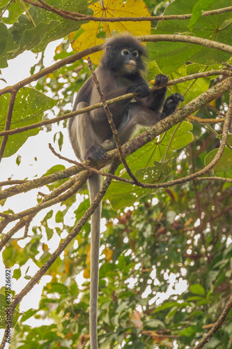 A Dusky Leaf Monkey also known as Spectacled Langur and Spectacled Leaf Monkey (Trachypithecus obscurus) seated high in a tree. © wrightouthere