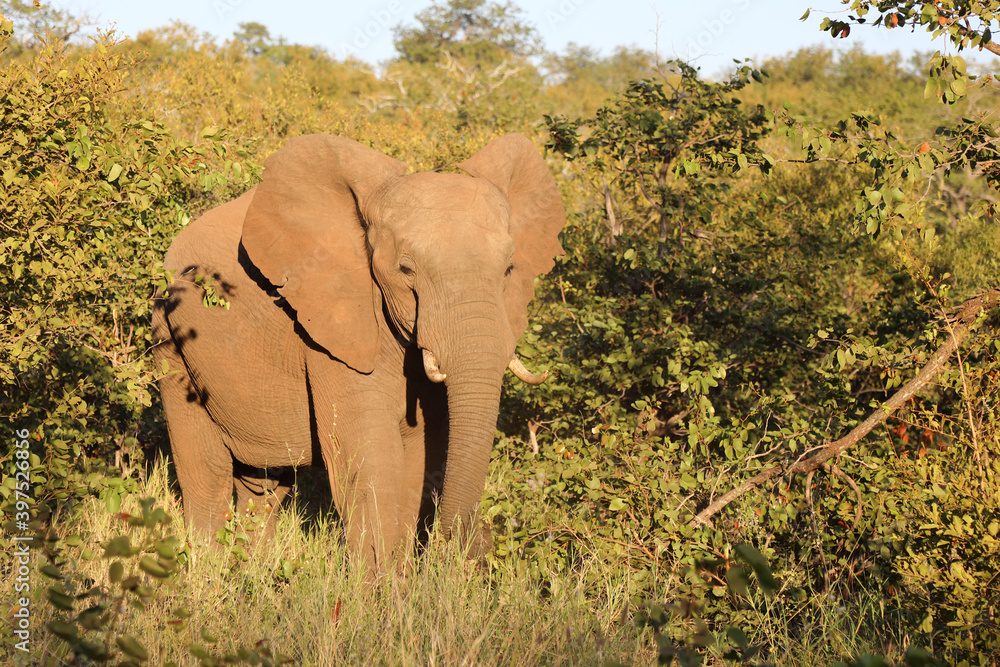 Fototapeta premium Afrikanischer Elefant / African elephant / Loxodonta africana
