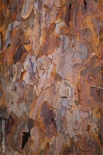 Fototapeta Naklejka Na Ścianę i Meble -  Trunk texture autumn background.