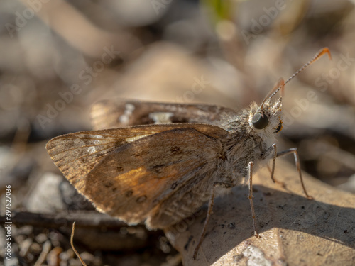 An orange brown butterfly with distinctive pale brown dots known as the Heath Ochre Skipper (Trapezites phigalia). photo