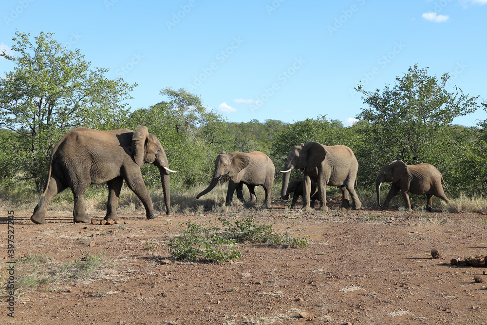 Fototapeta premium Afrikanischer Elefant / African elephant / Loxodonta africana